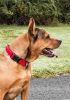 Pet Life 'Aero Mesh' 360 Degree Dual Sided Comfortable And Breathable Adjustable Mesh Dog Collar